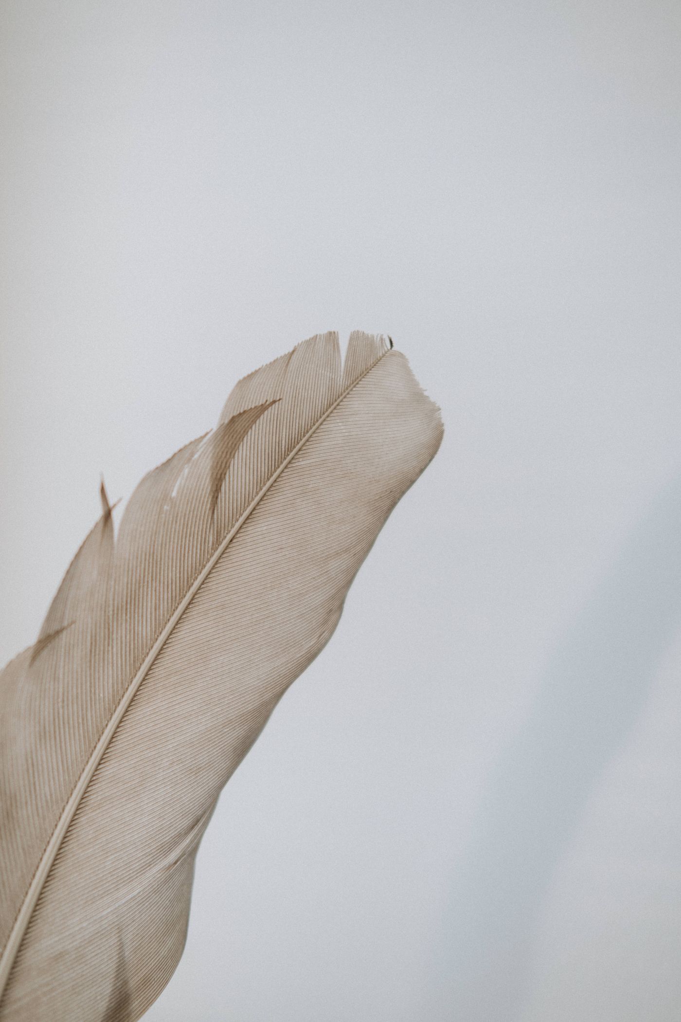 Fine feather detail illustrating the lightness of an ear-care ritual